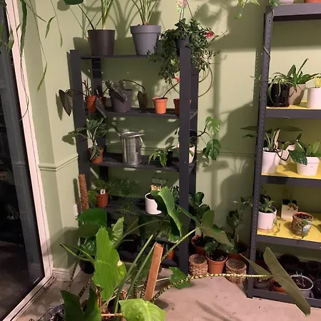 Spacious Private And Plant Paradise In Limerick Junction